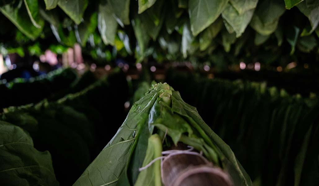Drying Tobacco Leaves, Procigar Festival
