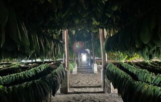 Image of tabacco Leaves Drying in Santiago cigar Factory